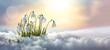 Spring awakening in the morning - White fresh snowdrops flower ( Galanthus ) in snow landscape