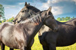 Two black horses stand side by side in a meadow