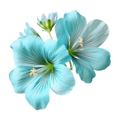 Canvas Print - Turquoise Geranium flower on a transparent background, PNG