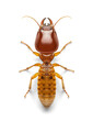 Termite on isolated background, top view