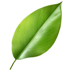 Canvas Print - Camellia leaf on a transparent background, PNG