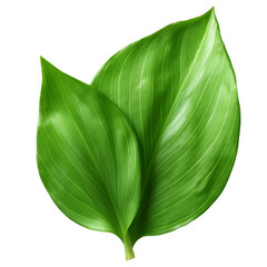 Poster - Iris leaf on a transparent background, PNG