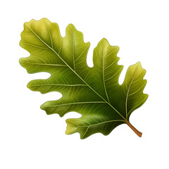 Poster - Oak leaf on a transparent background, PNG