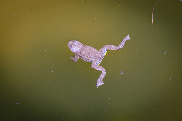 Frog swimming in a green pond