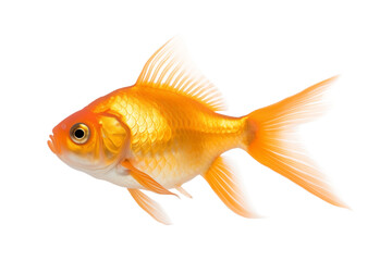 Wall Mural - Common goldfish, side view, isolated background