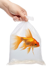 Wall Mural - Fish goldfish held inside a plastic bag