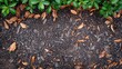 Textured Timber: Overhead View of Mulch Background in Garden