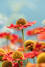 Natural Closeup On The Colorful Orange Blossoming Common Sneezeweed, Helenium Autumnale , In The Garden. Yellow And Red Flowers In Garden.