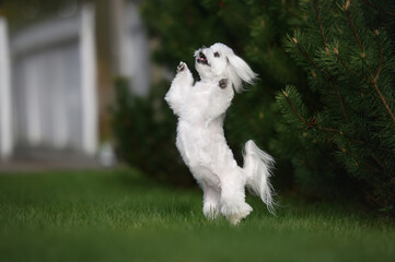 Wall Mural - happy maltese dog dancing on grass outdoors