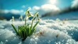 Snowdrop flowers breaking through the snow, Spring, Pristine Blue Sky with White Snow, holiday of the beginning of spring.