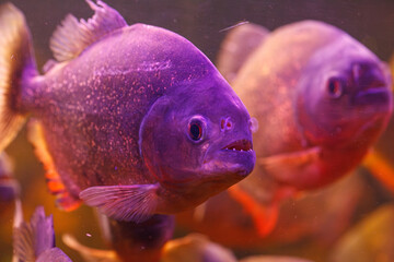 Sticker - underwater photography of fish Pygocentrus nattereri