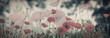 Dreamy poppy flowers bloom, grass, ladybug closeup panorama. Macro with soft focus. Spring floral template. Artistic image. Pastel toned. Nature summer greeting card background