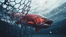 A Bucket Of Fresh Coho Salmon Caught In A Net In An Alaskan River.