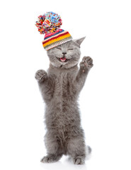 Poster - Happy kitten wearing a warm hat and knitted scarf standing on hind legs and looking at camera. isolated on white background