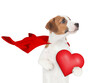 Funny jack russell terrier puppy wearing superhero costume holding red heart and looking away on empty space. Isolated on white background