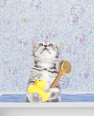 Aufkleber - Cute kitten takes the bath at home with rubber duck and shower brush looks up on empty space