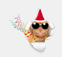 Aufkleber - Smiling Mastiff puppy wearing sunglasses and red santa hat looks through the hole in white paper and holds exploding firecracker