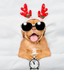 Poster - Happy Mastiff puppy dressed like santa claus reindeer  Rudolf lying under white blanket at home and shows alarm clock. Top down view