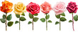 Set of roses on transparent background PNG
