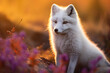 © Welle Photos - Arctic fox, pteropus arcticus | 500px, in the style of golden light, vibrant colors in nature, norwegian nature, focus stacking, white and gray, saturated color field, photo-realistic hyperbole