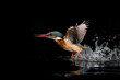 detailled close-up of a kingfisher flying out of the water in front of black background