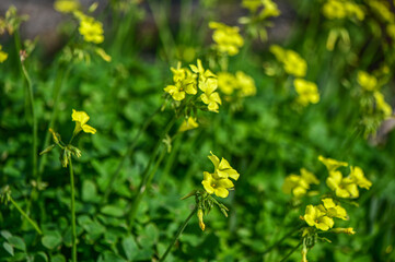 yellow flowers growing on the seashore 2