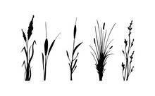 Image Of A Monochrome Reed,grass Or Bulrush On A White Background.Isolated Vector Drawing.Black Grass Graphic Silhouette.