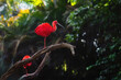 Scarlet Ibis bird (Eudocimus ruber)