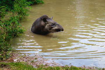 Sticker - Lowland Tapir (Tapirus terrestris) swimming or South American Tapir