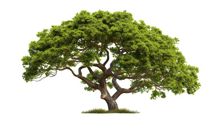 Green wide tree cut out