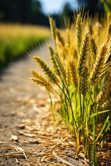 Sticker - field of wheat