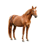 Fototapeta Konie - Brown horse on isolated