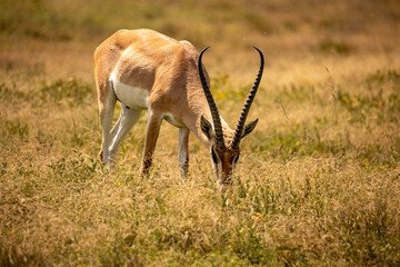 Poster - Antilope