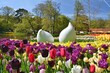 Keukenhof tulip garden ladscape view, Netherlands. Beautiful spring flowers garden in Europe.