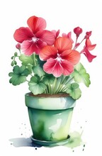 Pelargonium Geranium In A Flower Pot On A White Watercolor Background