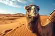 A majestic arabian camel traverses the sandy dunes of the sahara, its long legs gracefully navigating the aeolian landscape as the singing sand echoes through the vast natural expanse of the desert s