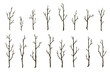 Tree branches set. Hand drawn bare wood sticks vector illustration. Thin forest trees silhouettes isolated on white background