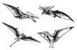 Vector set of pterodactyls,graphical illustration of flying dinosaur on white background	