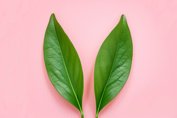 Wall Mural - Bunny rabbit ears made of natural green leaves on pink  background. Easter minimal concept. Flat lay.