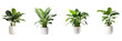 Set of  real photo of a large houseplant on a transparent background