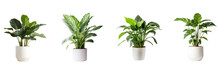Set Of  Real Photo Of A Large Houseplant On A Transparent Background