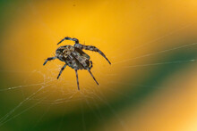 Spotted Orb-weaver Spider From Genus Neoscona On Its Web, Waiting For Prey, With Natural Bokeh Background