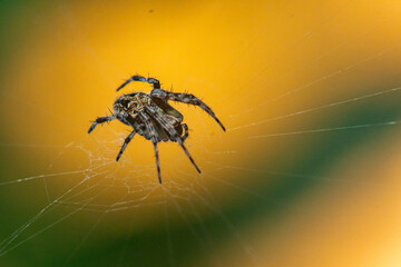 Wall Mural - spotted orb-weaver spider from genus neoscona on its web, waiting for prey, with natural bokeh background