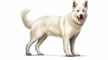 White Swiss Shepherd Dog Full Body Realistic Image Ai Generated Art
