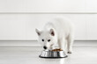 White Swiss Shepherd puppy eating dry food from a metal bowl in a modern white kitchen. Food delivery for happy domestic animals, little best friends. Pet shop. Animal feed. Correct nutrition in dogs