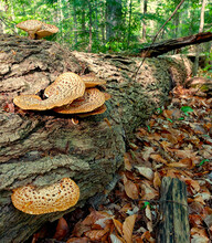 Pheasant Back Mushrooms On A Fallen Tree In The Forest
