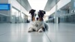 canine vacationer spotted in airport terminal