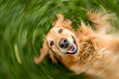 Playful Dog Rolling Around with Joyful Expression
