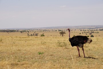 african wildlife, ostrich bird, male