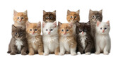 Fototapeta Koty - Lots of cute fluffy kittens isolated on white background advertising